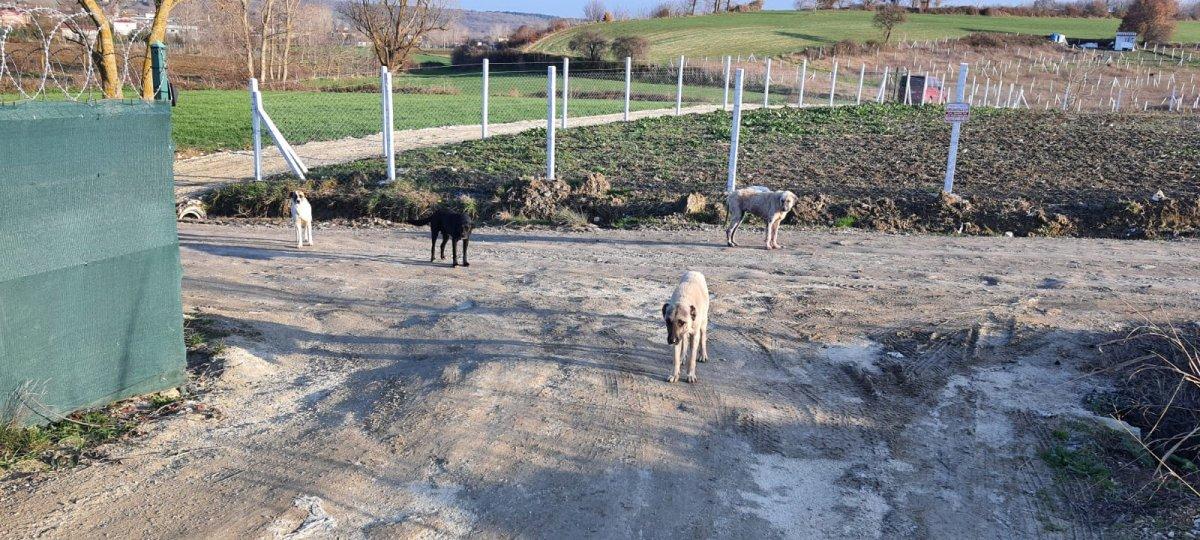 Çatalca’da sokak köpeği tehlikesi