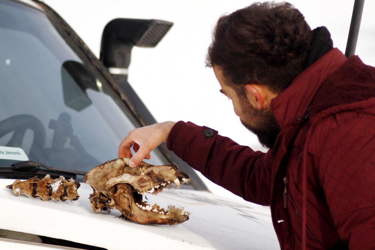 Hakkari'de kurtlar, parçaladıkları köpeğin sadece kafatasını bıraktı