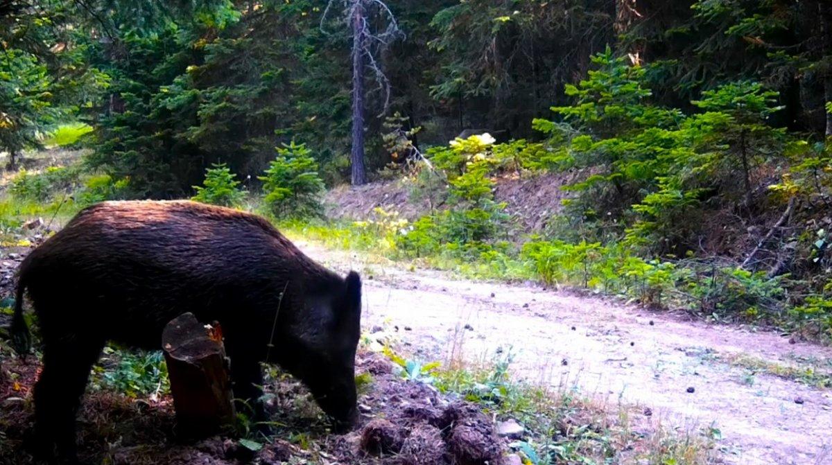 Bolu’nun yaban hayatı