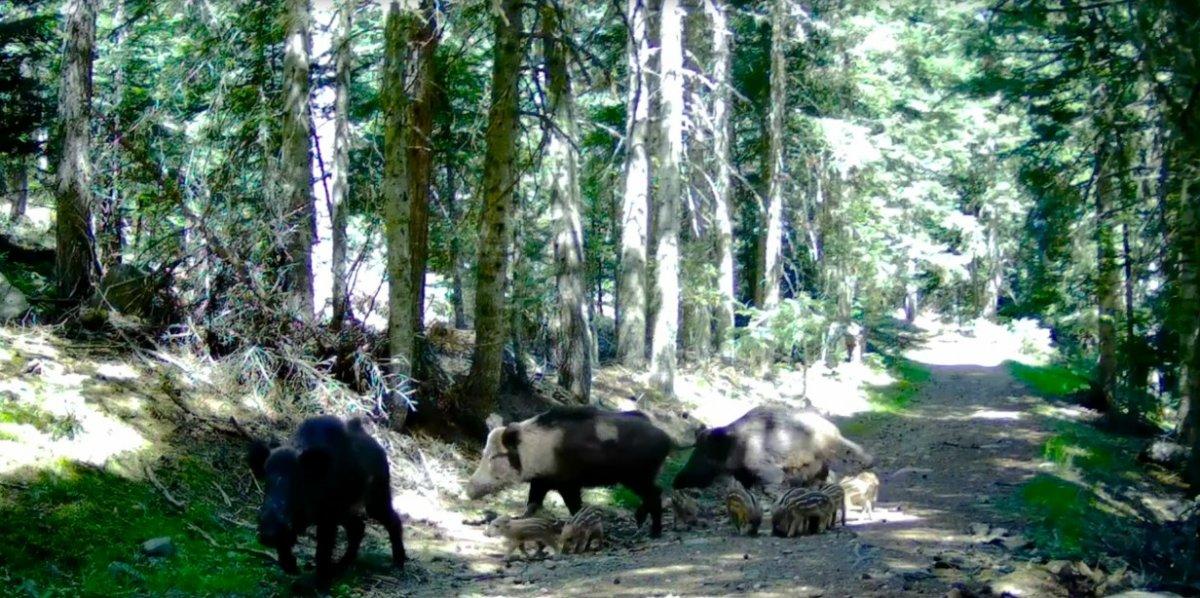 Bolu’nun yaban hayatı