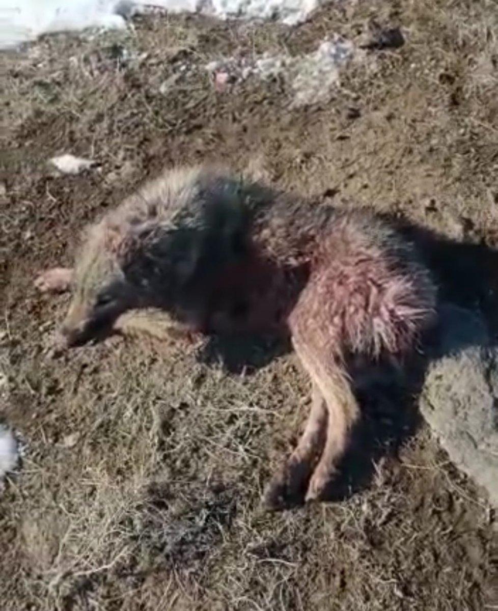 Iğdır'da köpekleri barınak yerine dağ başına bıraktılar