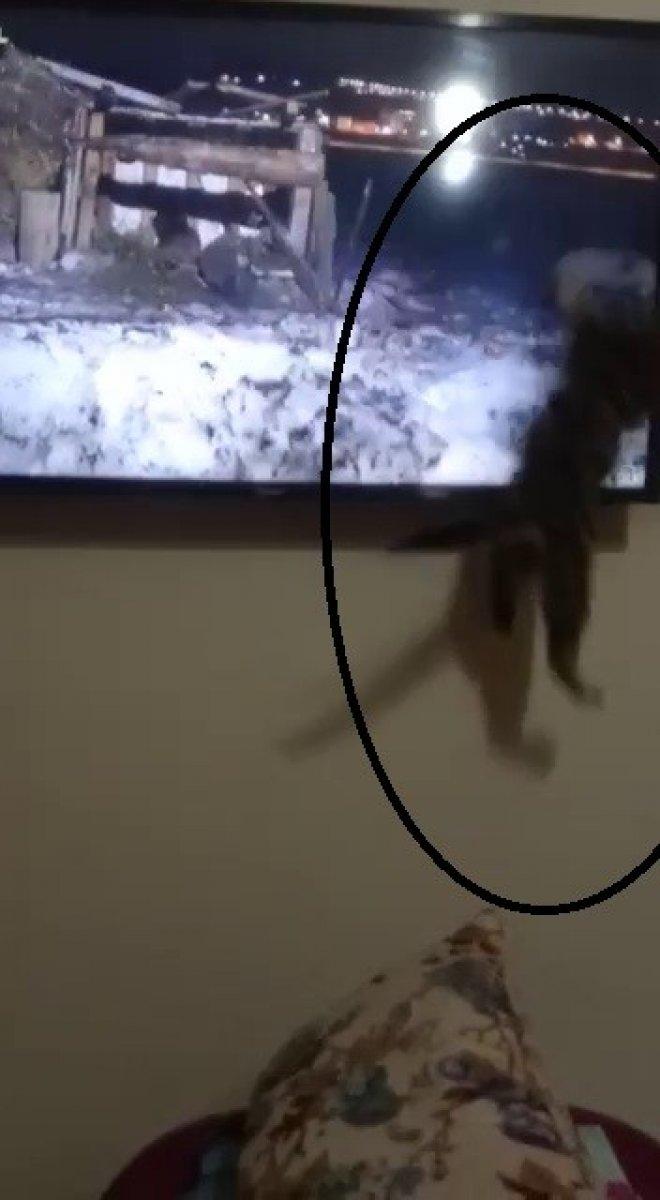 Kendisini belgesele kaptıran kediden güldüren tepki