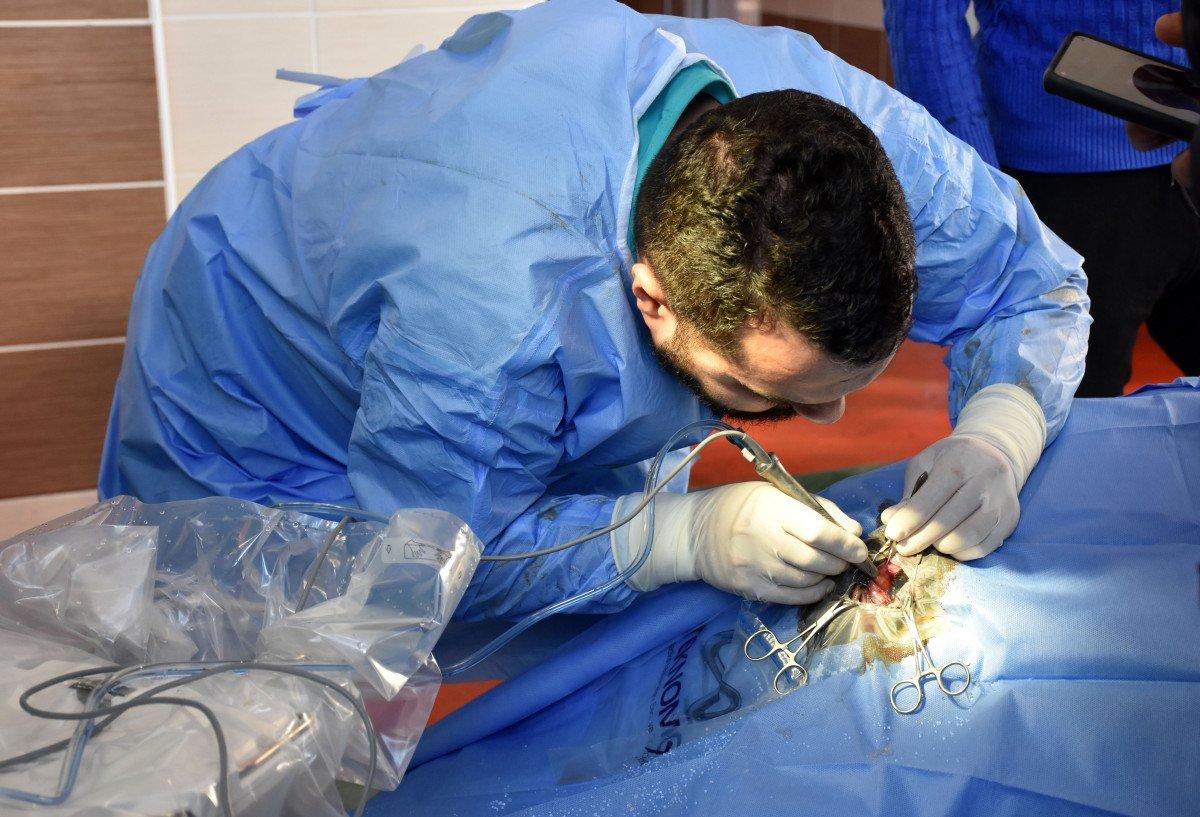 Burdur’da, Asya devesi katarakt ameliyatı oldu