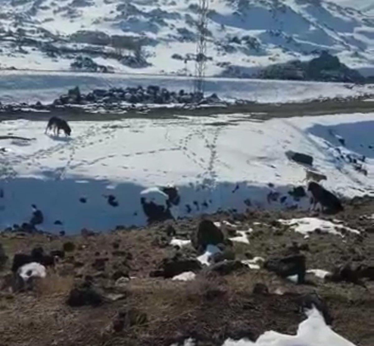 Iğdır'da köpekleri barınak yerine dağ başına bıraktılar