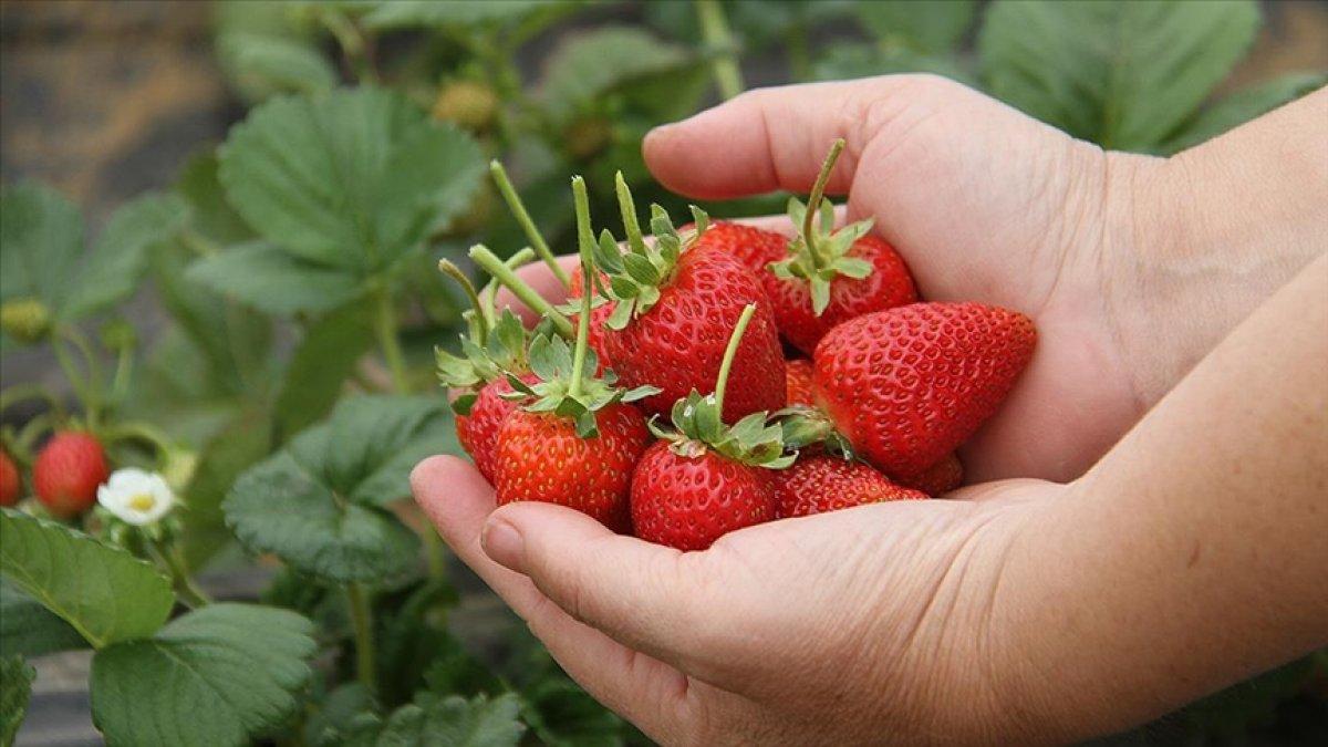 Çilek ihracatı arttı