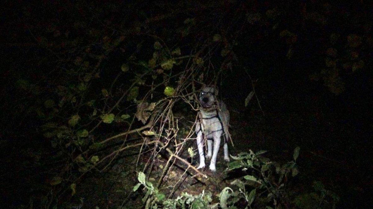 Sinop'ta yasaklı cins köpeği bahçeye bağlayıp kaçtılar