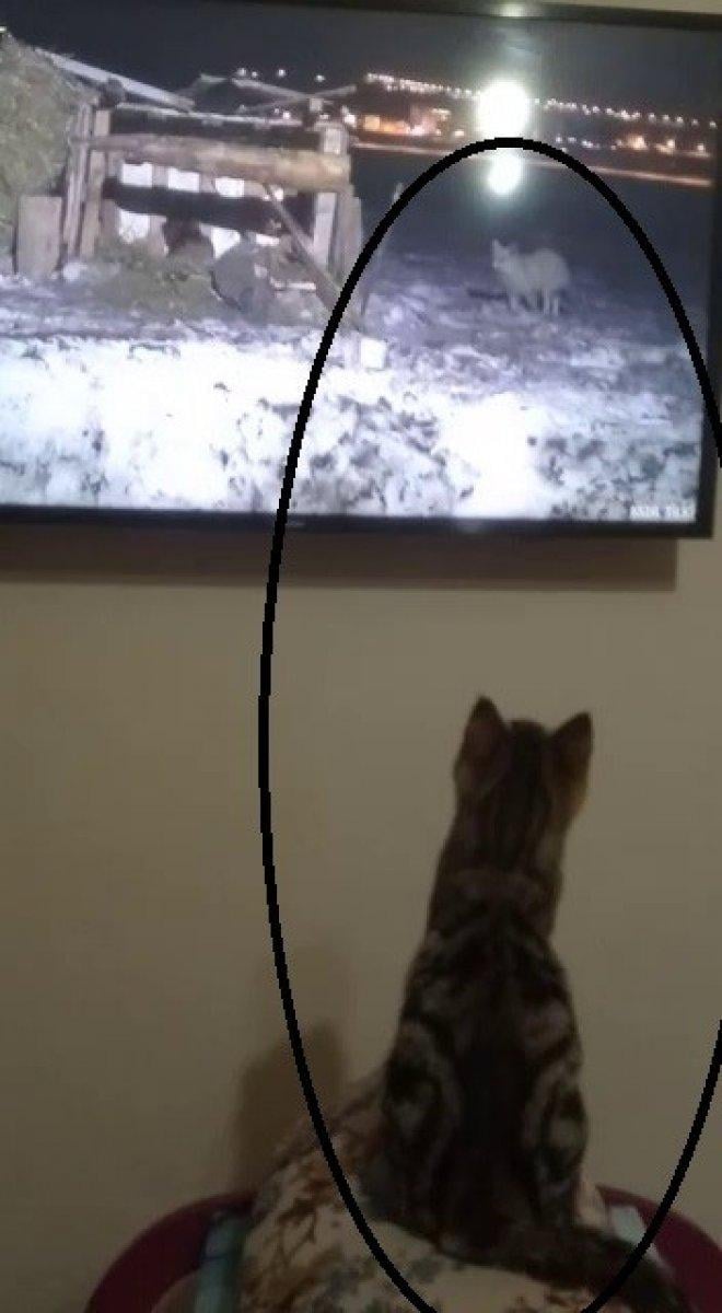 Kendisini belgesele kaptıran kediden güldüren tepki