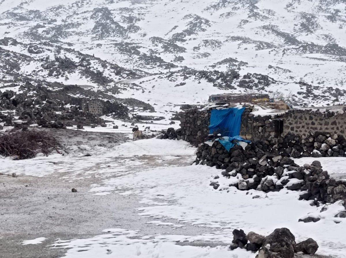 Iğdır'da köpekleri barınak yerine dağ başına bıraktılar