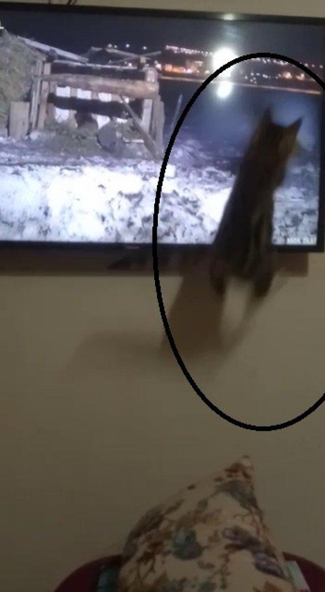 Kendisini belgesele kaptıran kediden güldüren tepki