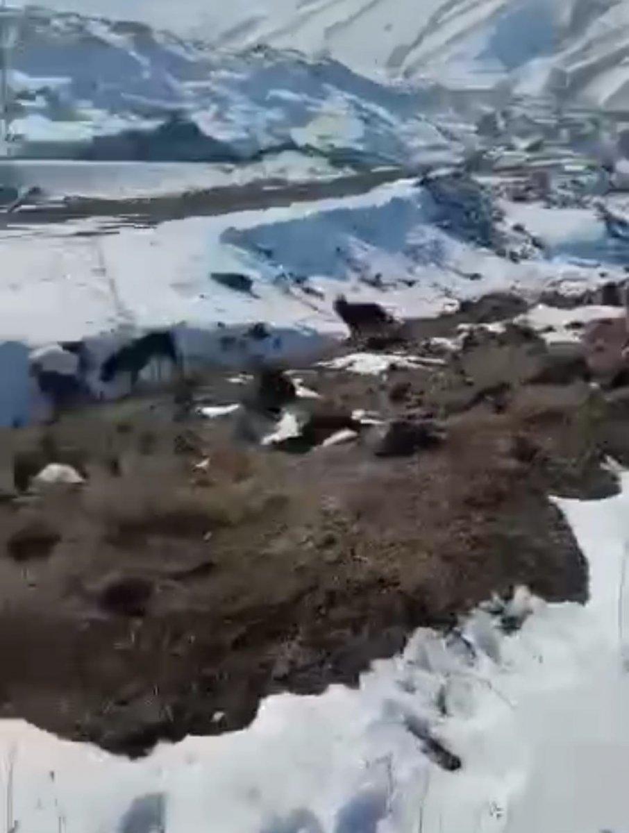 Iğdır'da köpekleri barınak yerine dağ başına bıraktılar