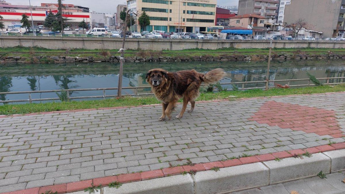 Samsun'da sokak köpeklerinden kaçabilmek için duvardan atladı