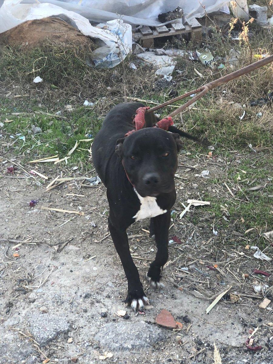 Adana'da yasaklı ırk 70 köpek, barınağa yerleştirildi