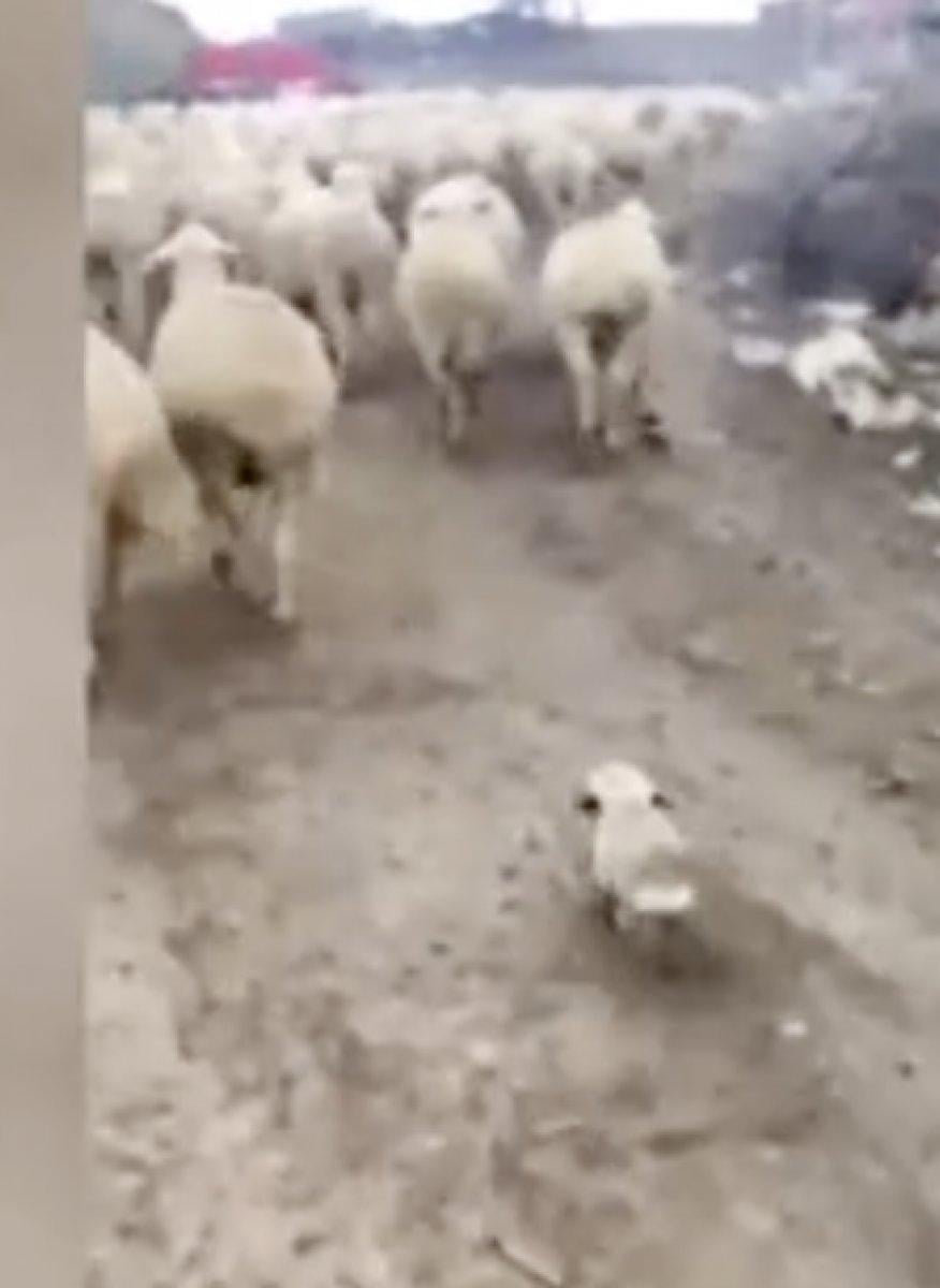 Ankara'da yavru köpek, koyun sürüsüne eşlik etti