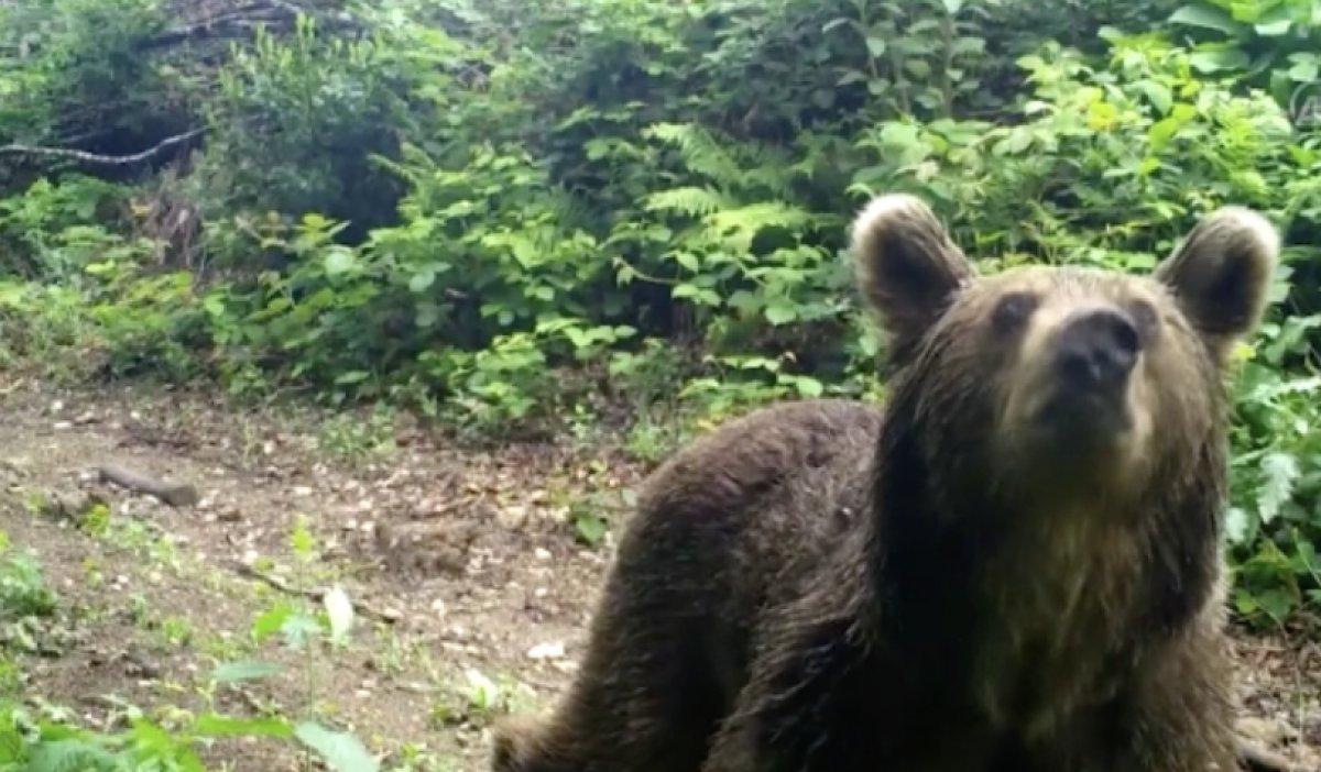 Bursa'da yiyecek avındaki ayılar kamerada