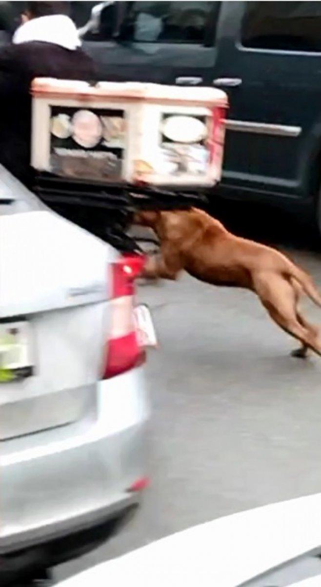 Sultangazi'de sokak köpekleri kazaya sebep oldu