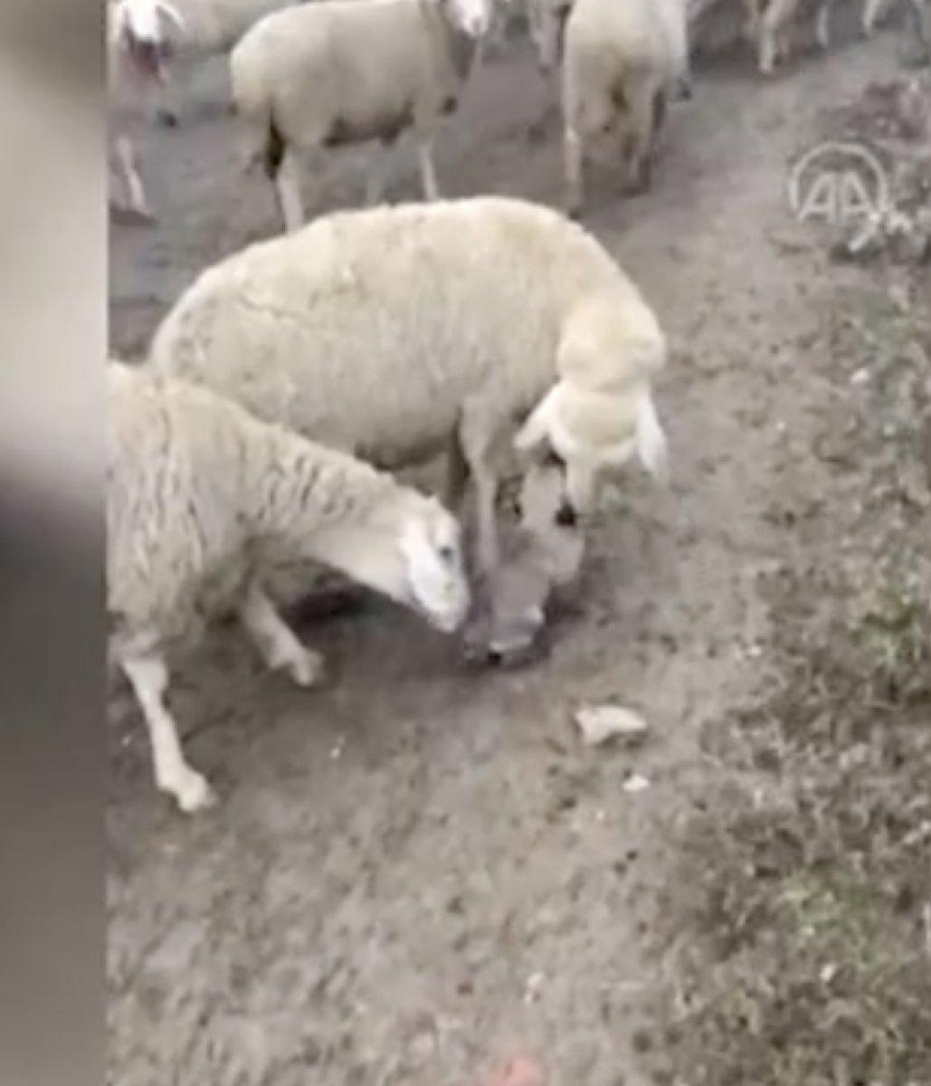 Ankara'da yavru köpek, koyun sürüsüne eşlik etti