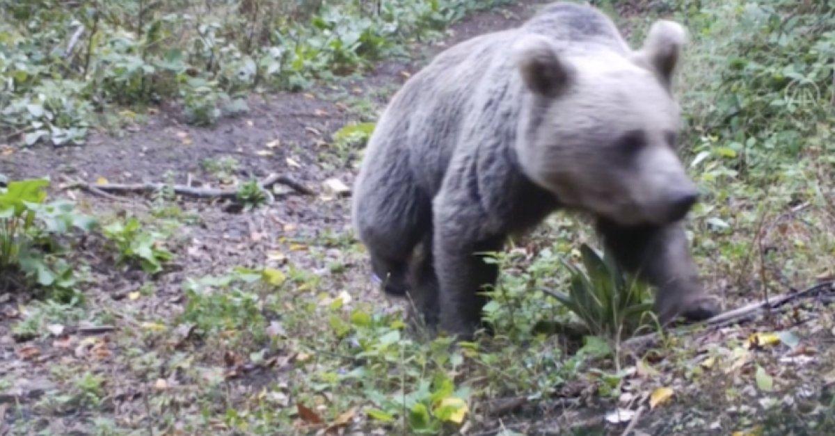 Bursa'da yiyecek avındaki ayılar kamerada