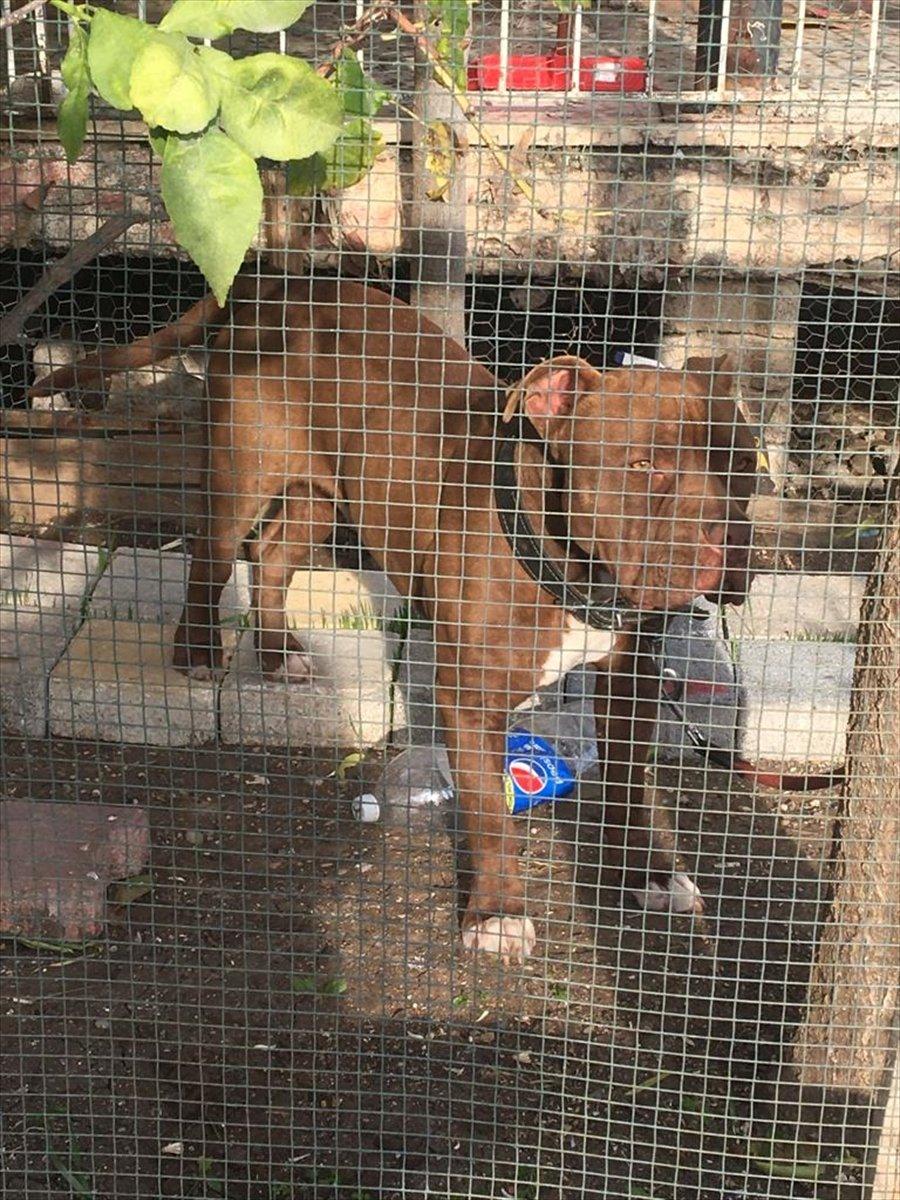 Adana'da yasaklı ırk 70 köpek, barınağa yerleştirildi