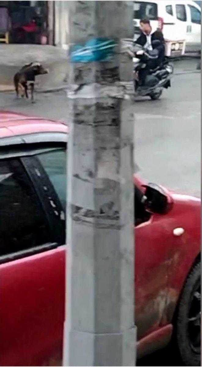 Sultangazi'de sokak köpekleri kazaya sebep oldu