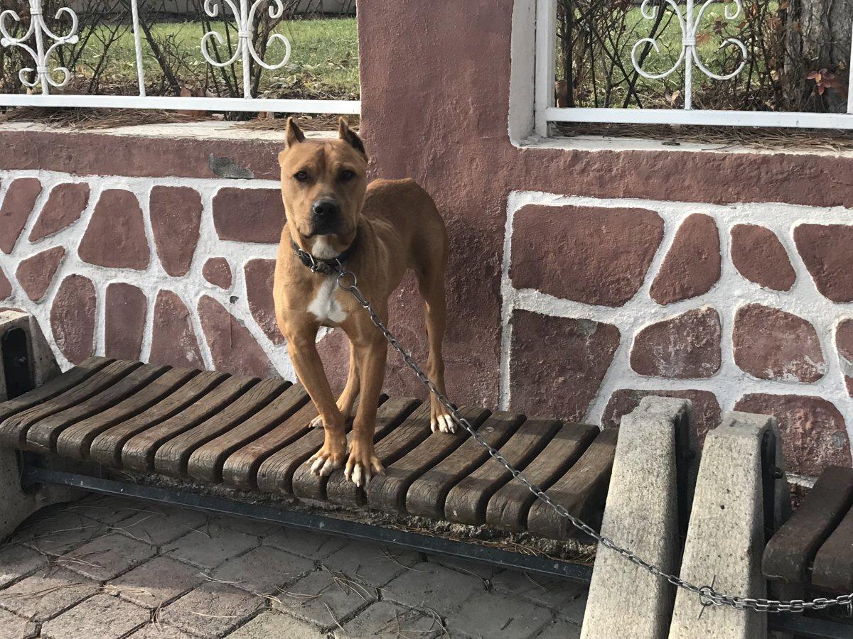 Elazığ'da ceza tutarını duyan pitbull sahibi, köpeğini teslim etti