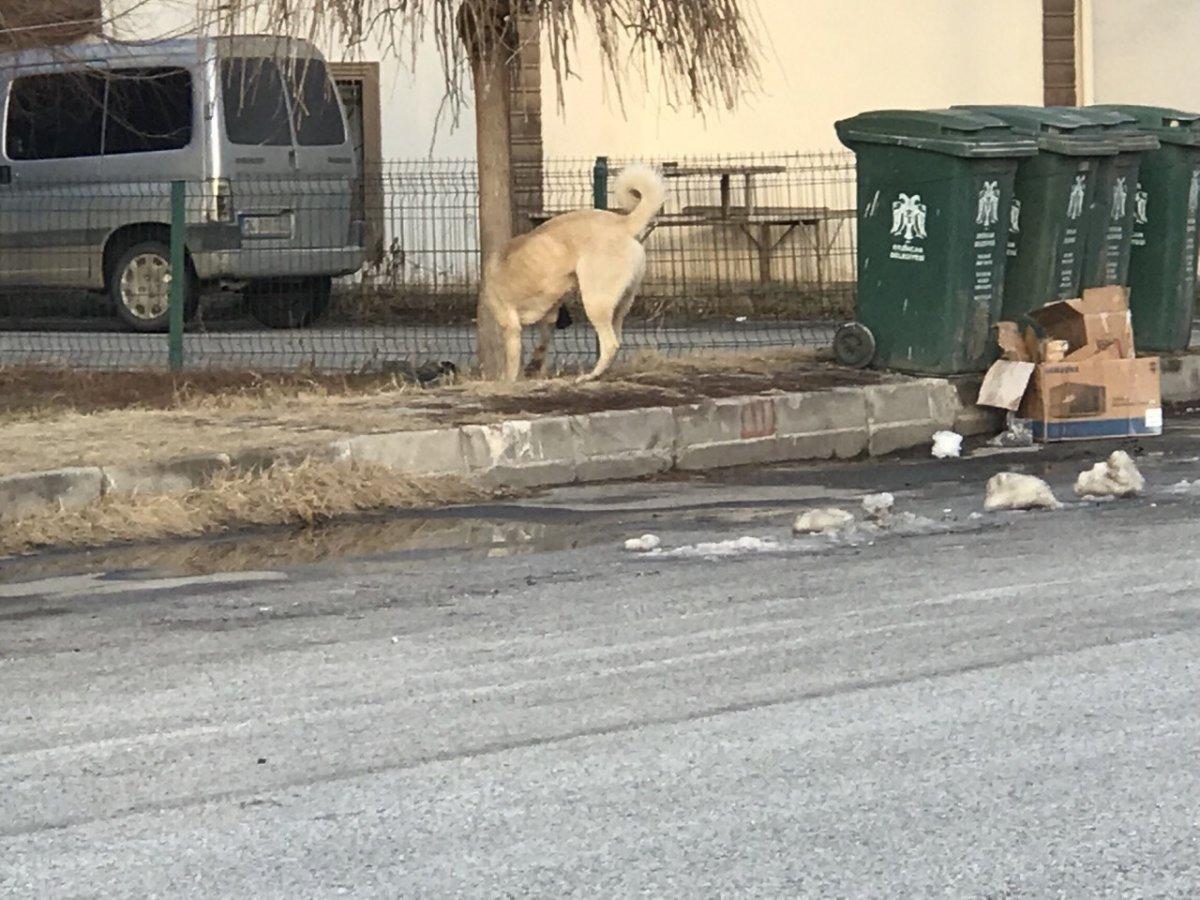 Erzincan’da köpeklerden kaçan çocuğun korku dolu anları