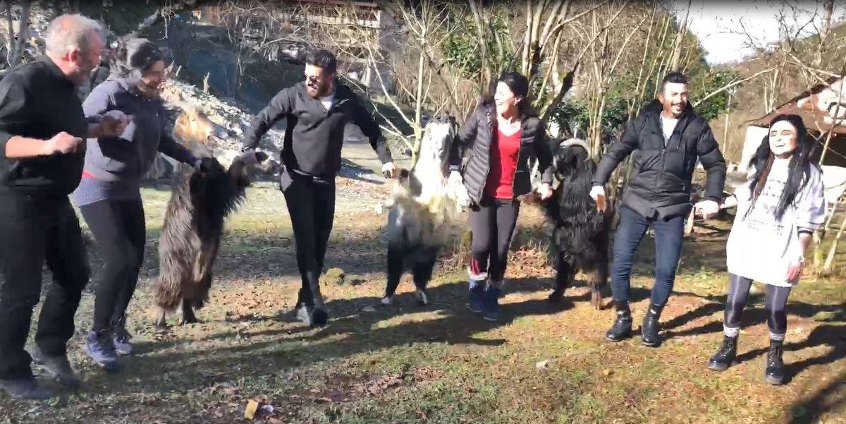 Artvin'de keçiler, köylülerin horonuna katıldı