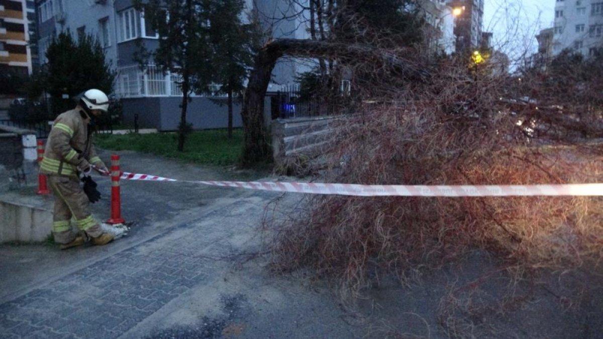 Kadıköy'de fırtına, ağaç ve elektrik direğini devirdi