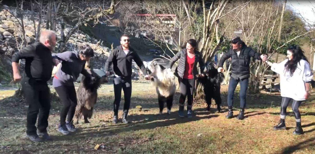Artvin'de keçiler, köylülerin horonuna katıldı