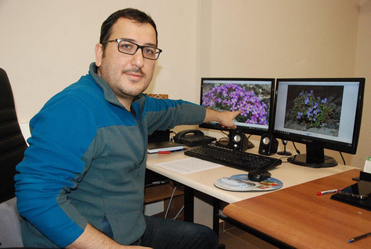 Bolu'da, Yedigöller Milli Parkı’nda yeni bitki türü keşfedildi