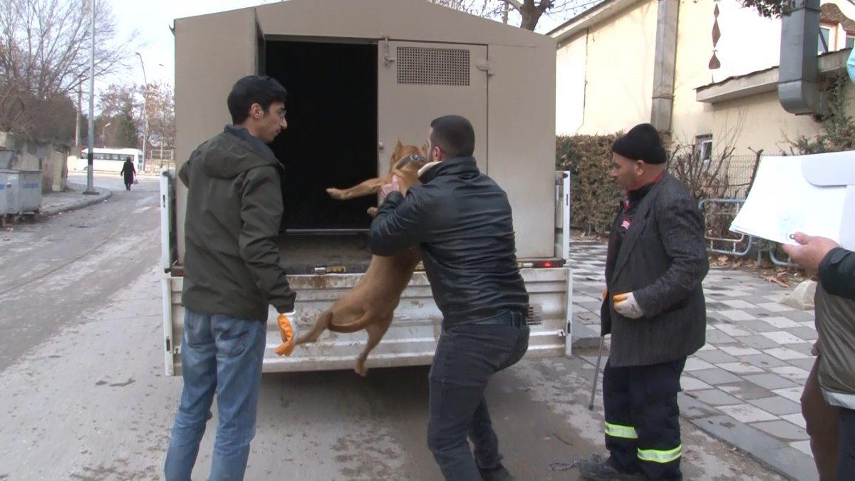 Elazığ'da ceza tutarını duyan pitbull sahibi, köpeğini teslim etti