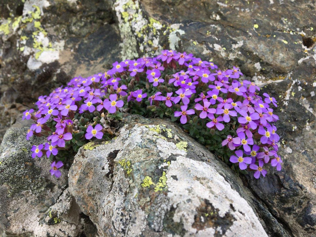 Bolu'da, Yedigöller Milli Parkı’nda yeni bitki türü keşfedildi