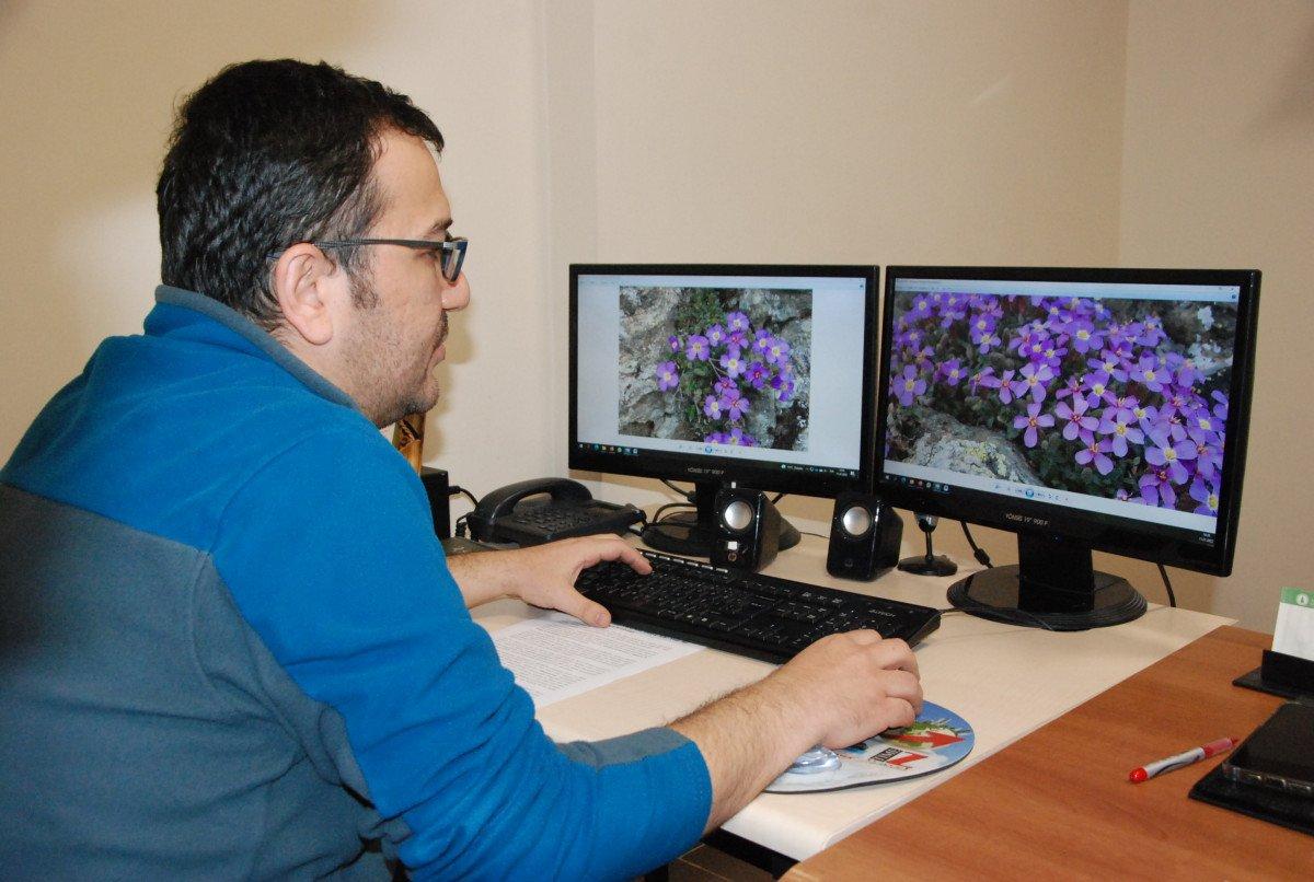 Bolu'da, Yedigöller Milli Parkı’nda yeni bitki türü keşfedildi