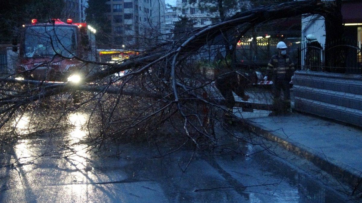 Kadıköy'de fırtına, ağaç ve elektrik direğini devirdi