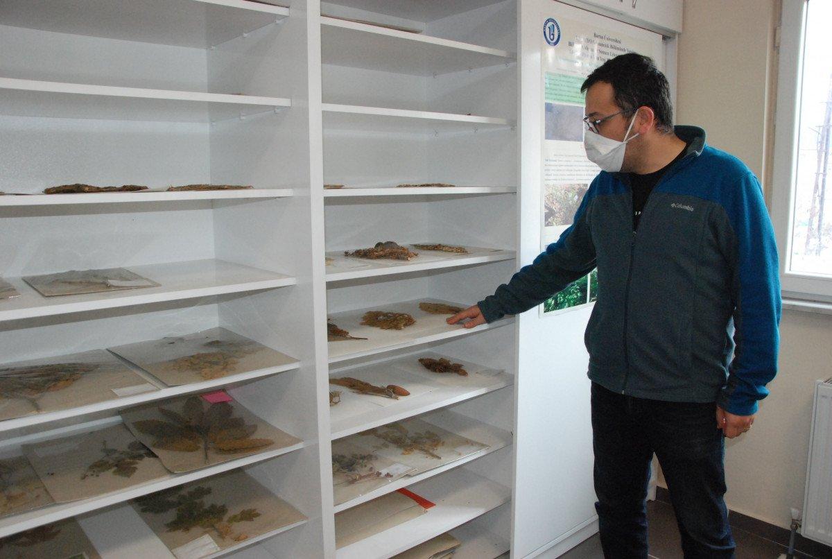 Bolu'da, Yedigöller Milli Parkı’nda yeni bitki türü keşfedildi