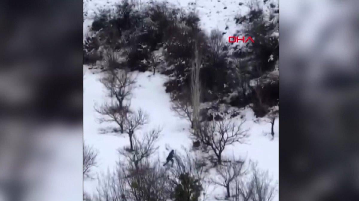 Antalya'da yaban domuzu avcıya saldırdı