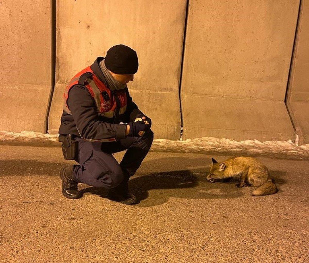Van'da jandarma aç kalan tilkiyi elleriyle besledi