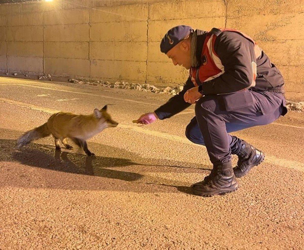 Van'da jandarma aç kalan tilkiyi elleriyle besledi