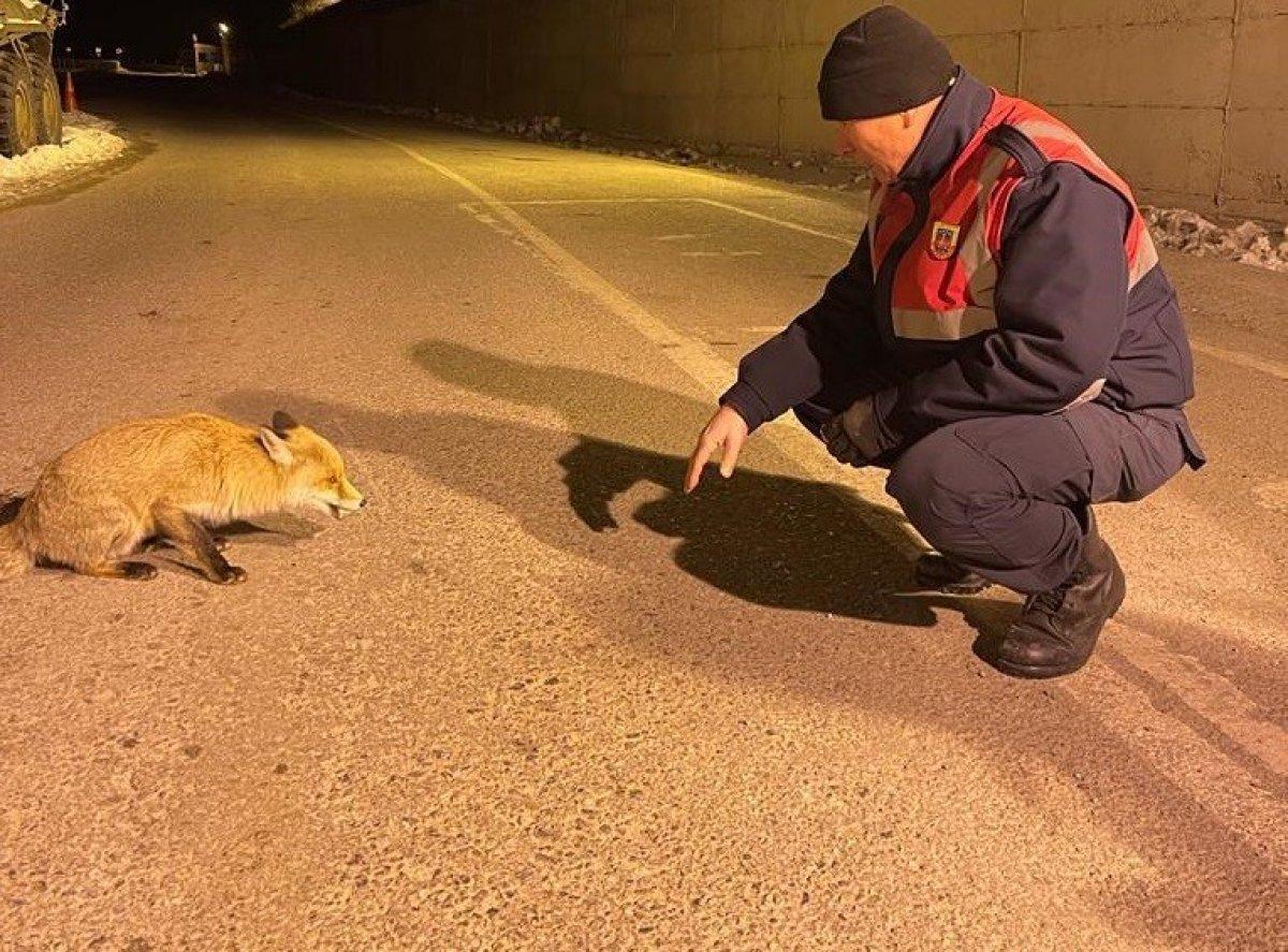 Van'da jandarma aç kalan tilkiyi elleriyle besledi