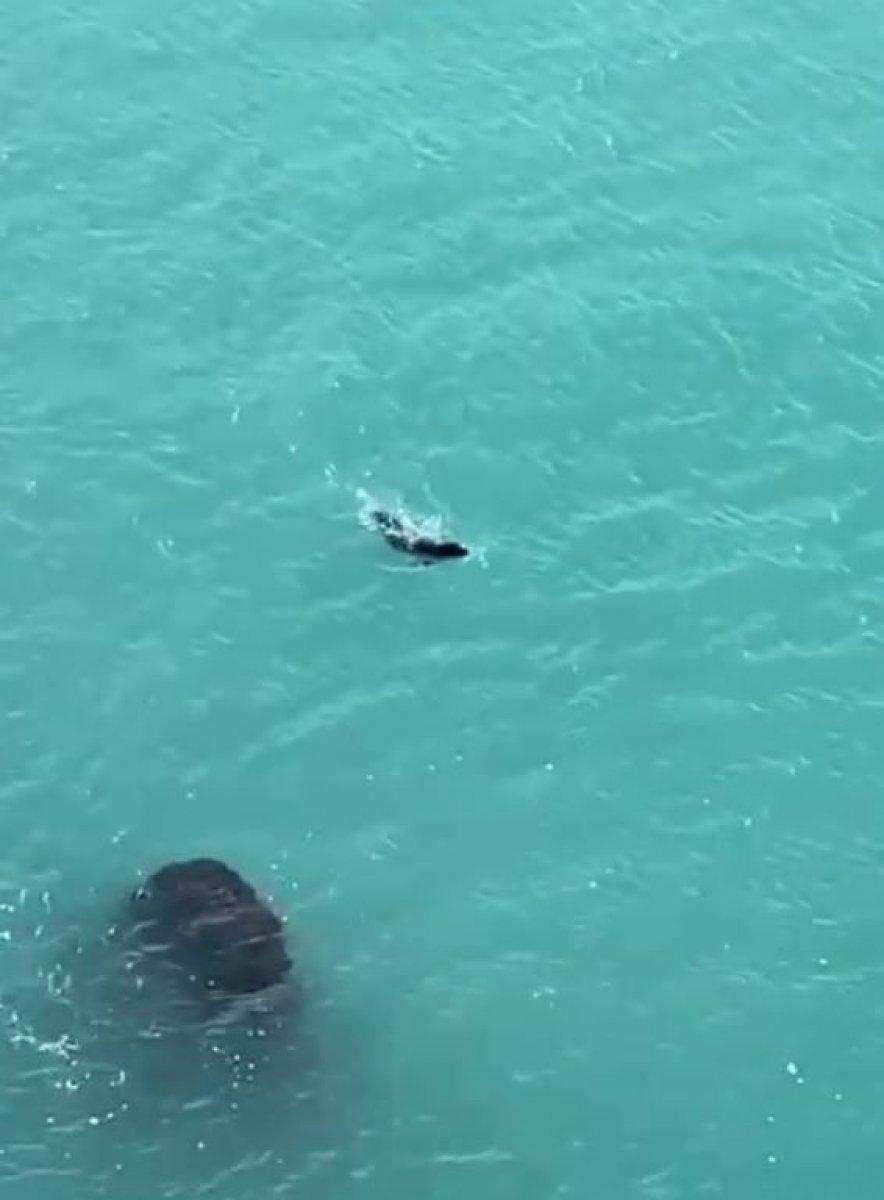 Antalya'da falezlerde fok balığı görüldü