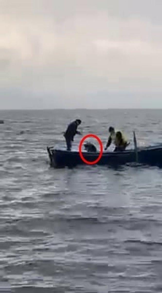 Sakarya'da gölün ortasındaki köpeği balıkçılar kurtardı