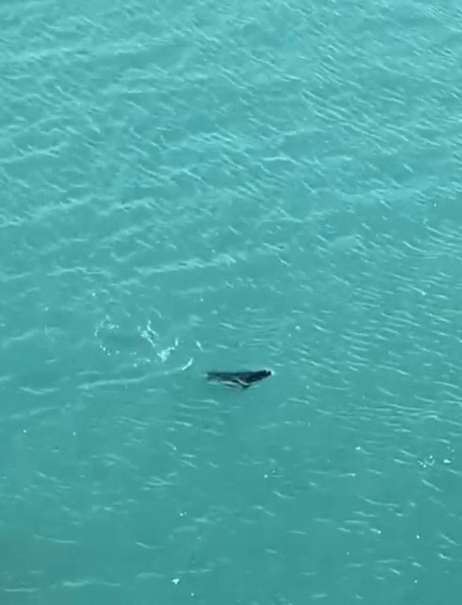 Antalya'da falezlerde fok balığı görüldü