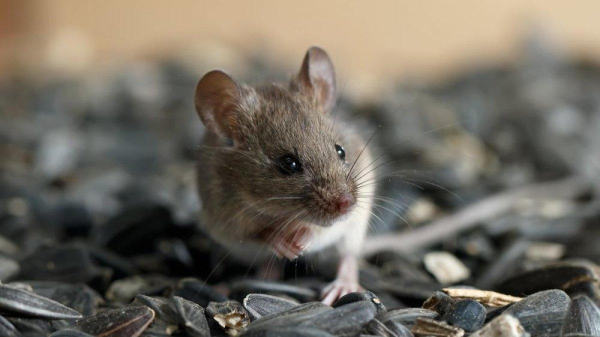 Ne yarasa, ne vizon! Omicron'un kökeni ortaya çıktı...