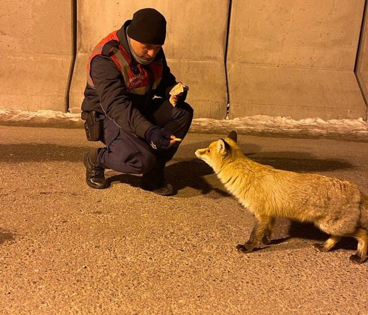 Van'da jandarma aç kalan tilkiyi elleriyle besledi