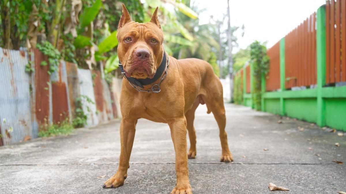 Türkiye genelinde tehlike arz eden köpekler kayıt altına alındı