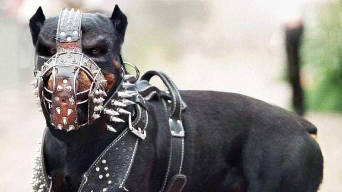 Yasaklı köpek ırklarının kaydı için son gün