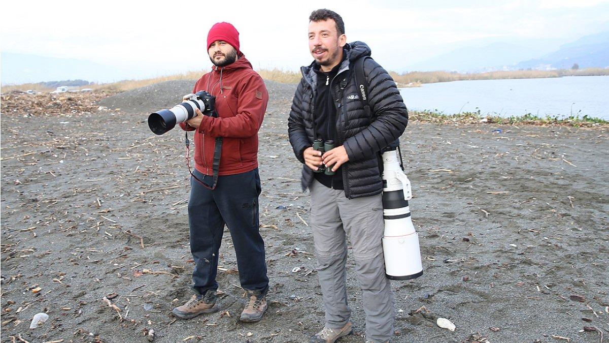 Okyanuslarda yaşayan 'kül rengi yelkovan kuşu' ilk kez Hatay'da görüldü