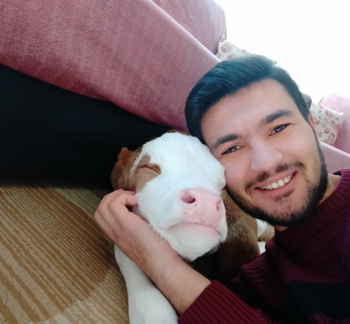 Sivas’ta 20 gün erken doğan buzağıya bebek gibi bakıyor