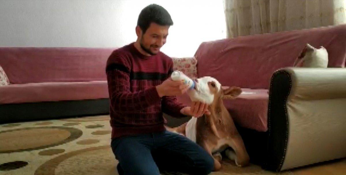 Sivas’ta 20 gün erken doğan buzağıya bebek gibi bakıyor