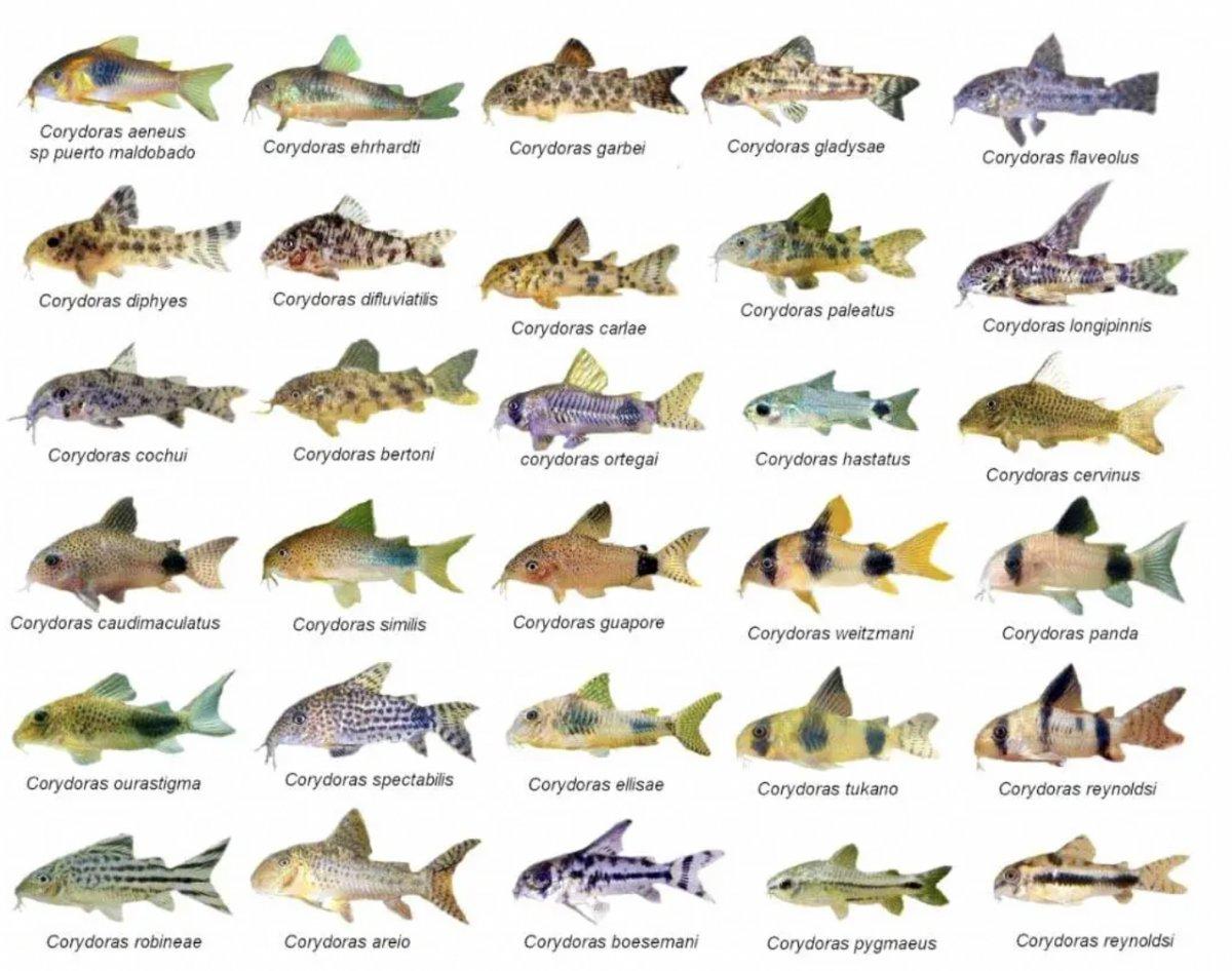 Çöpçü balığı nedir