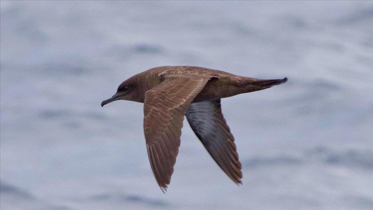 Okyanuslarda yaşayan 'kül rengi yelkovan kuşu' ilk kez Hatay'da görüldü